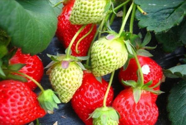 Unripe Strawberry